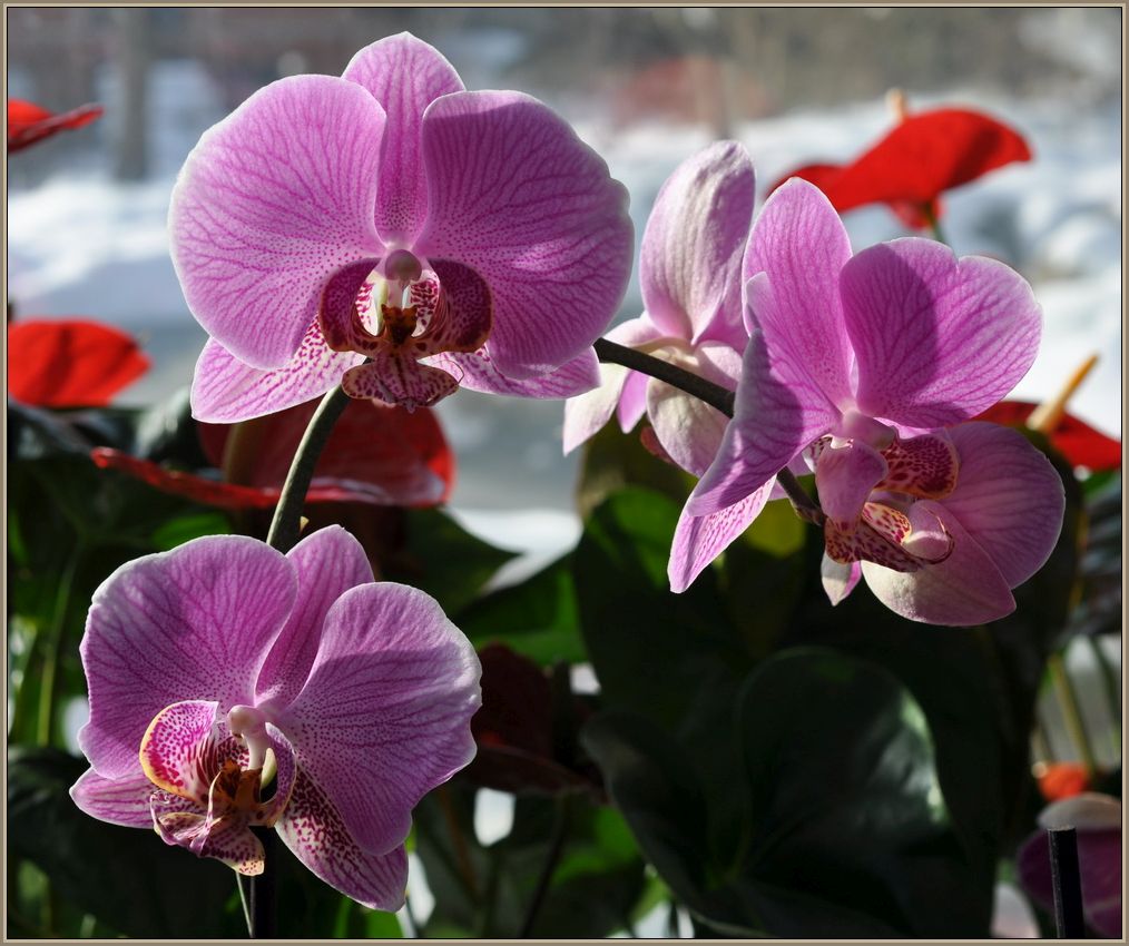 Orchidee