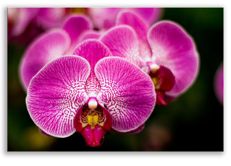 Orchidee