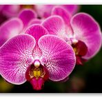 Orchidee