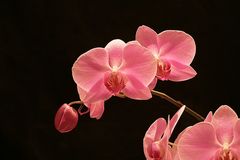 orchidee