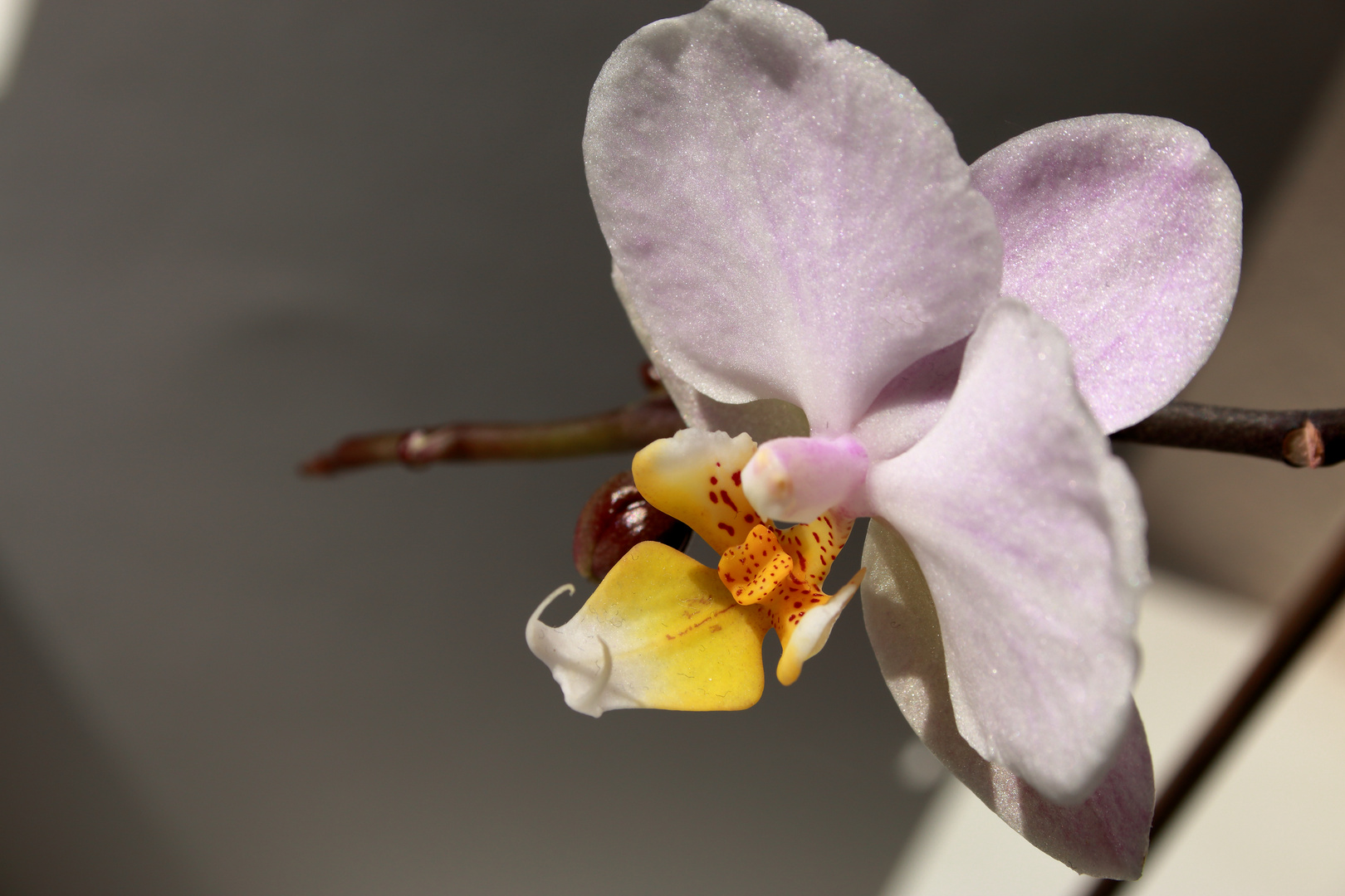 Orchidee