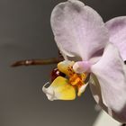 Orchidee