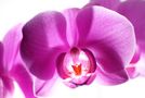 Orchidee von Andreas Schulze 