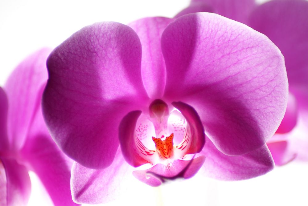 Orchidee