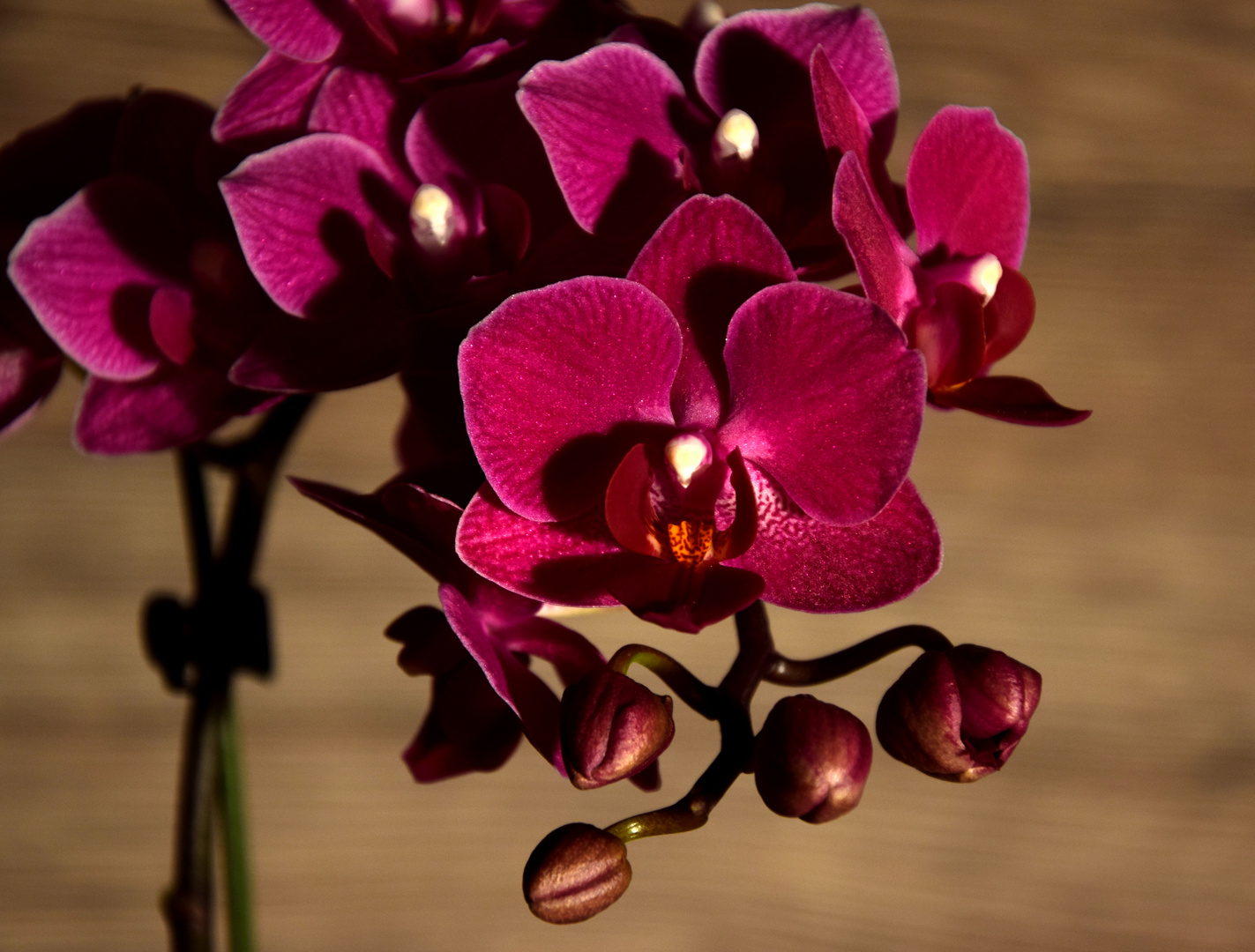 Orchidee