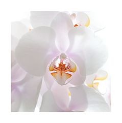 Orchidee