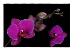 Orchidee