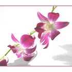 Orchidee