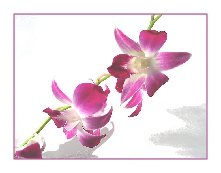 Orchidee