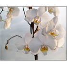 Orchidee