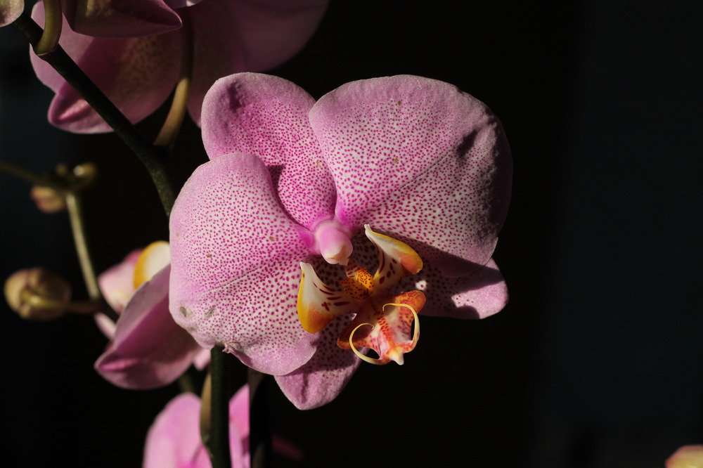 Orchidee