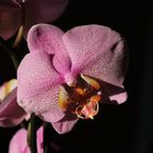 Orchidee