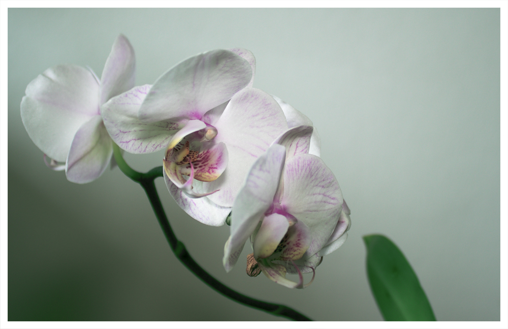 Orchidee