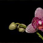 ~ Orchidee ~