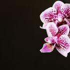 orchidee