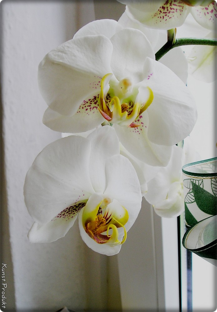 Orchidee