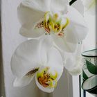 Orchidee