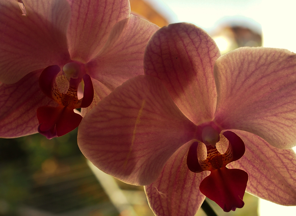 Orchidee