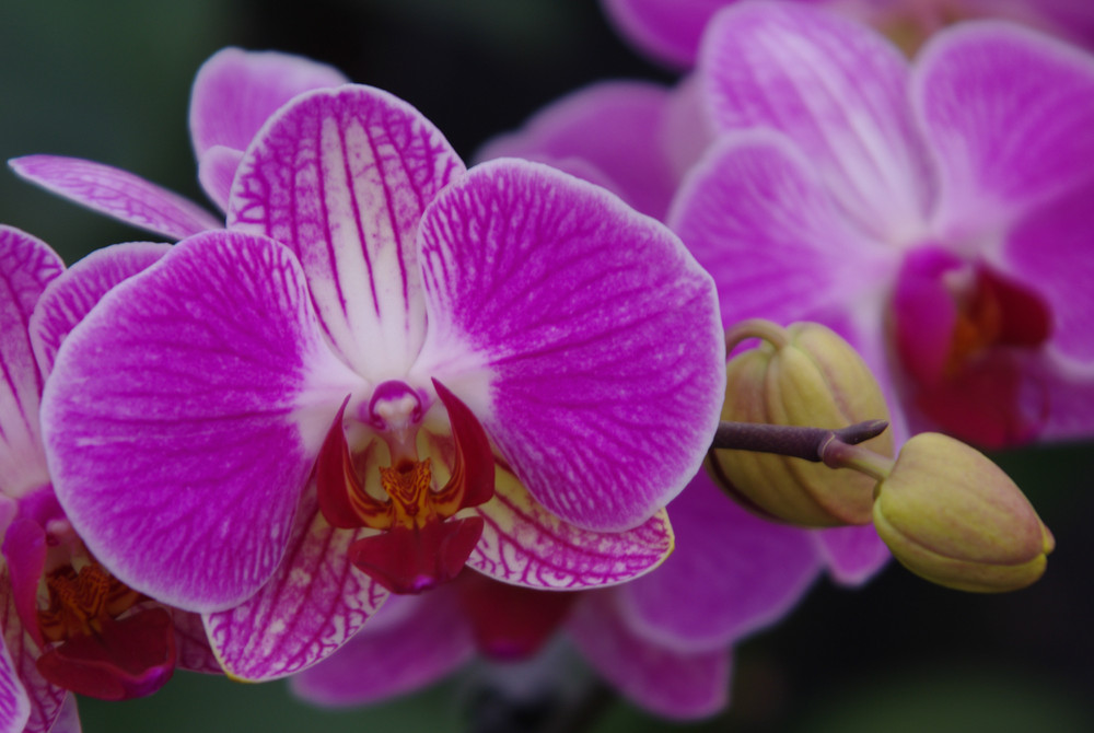 Orchidee