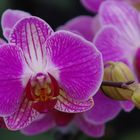 Orchidee