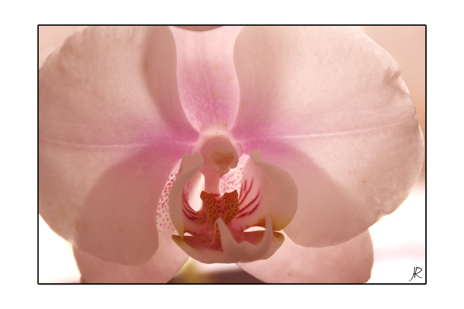 orchidee