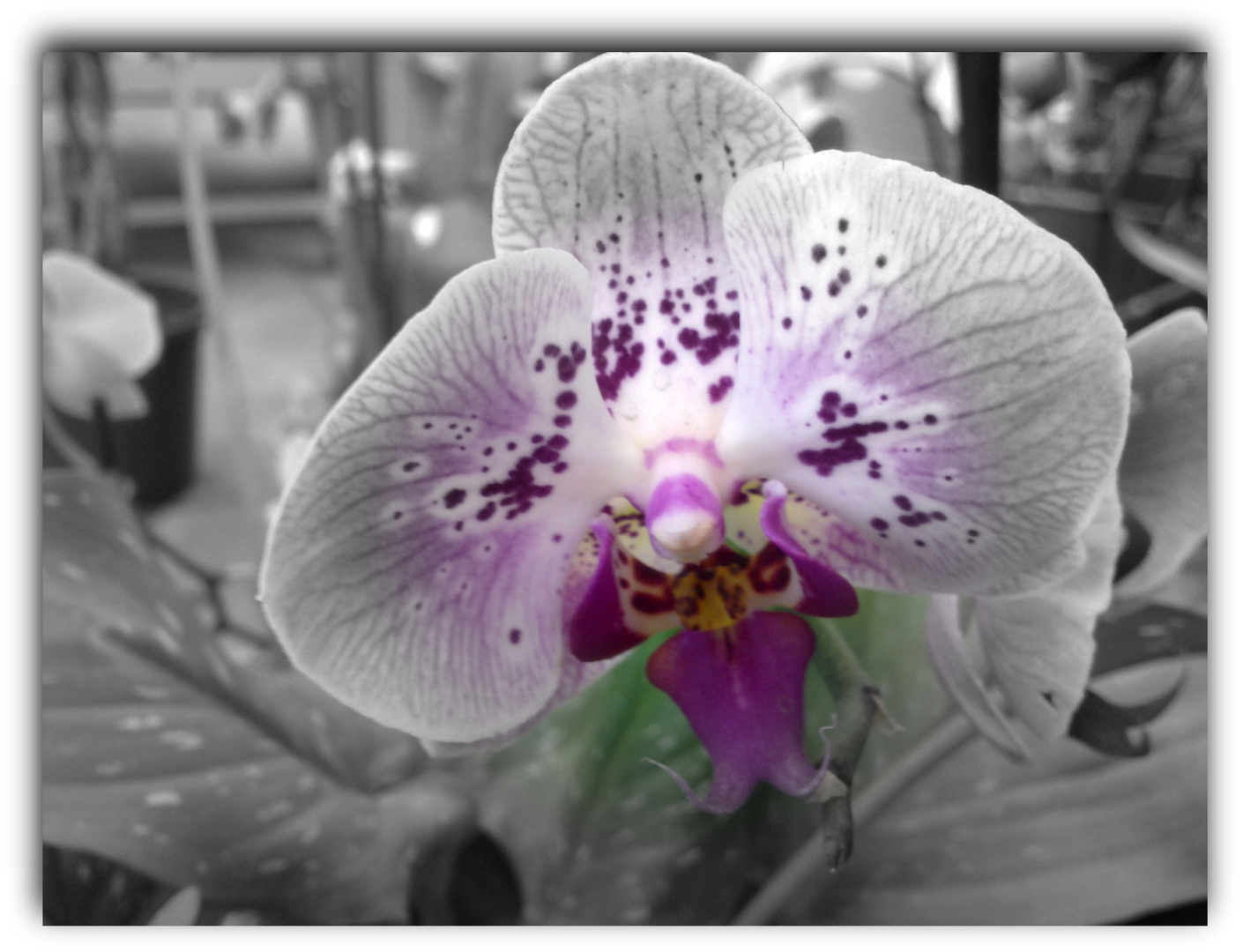 Orchidee