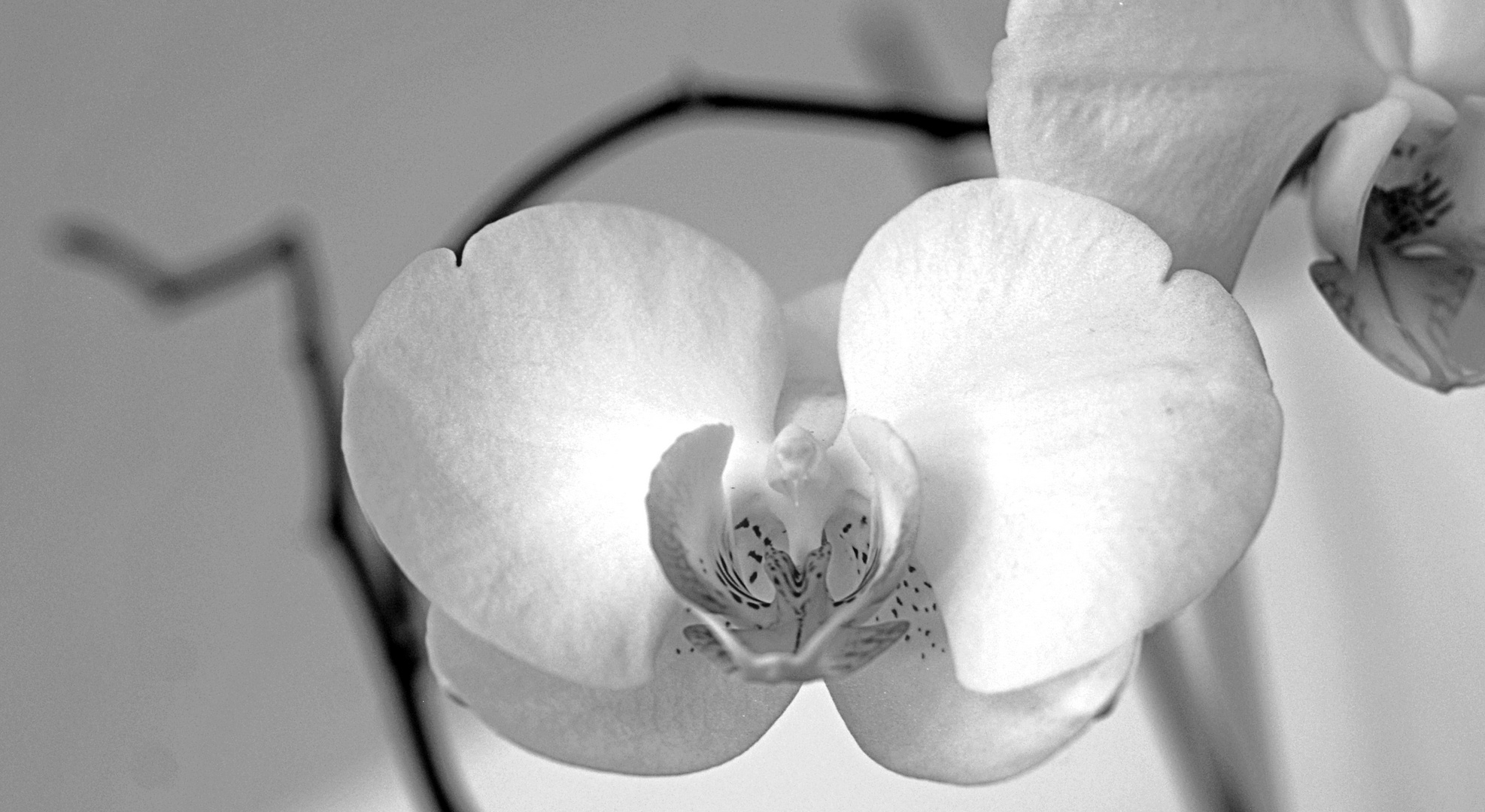 Orchidee