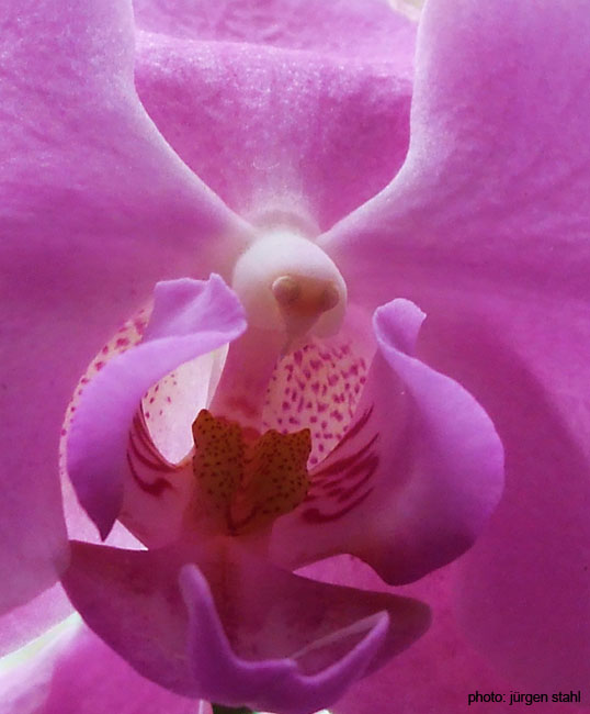 orchidee