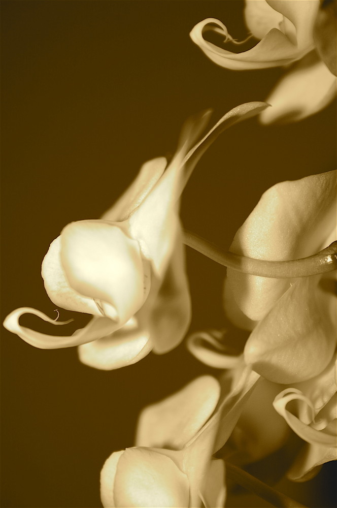 ...Orchidee...