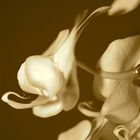 ...Orchidee...