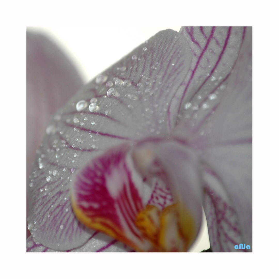 Orchidee (1)