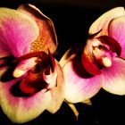 orchidee 1