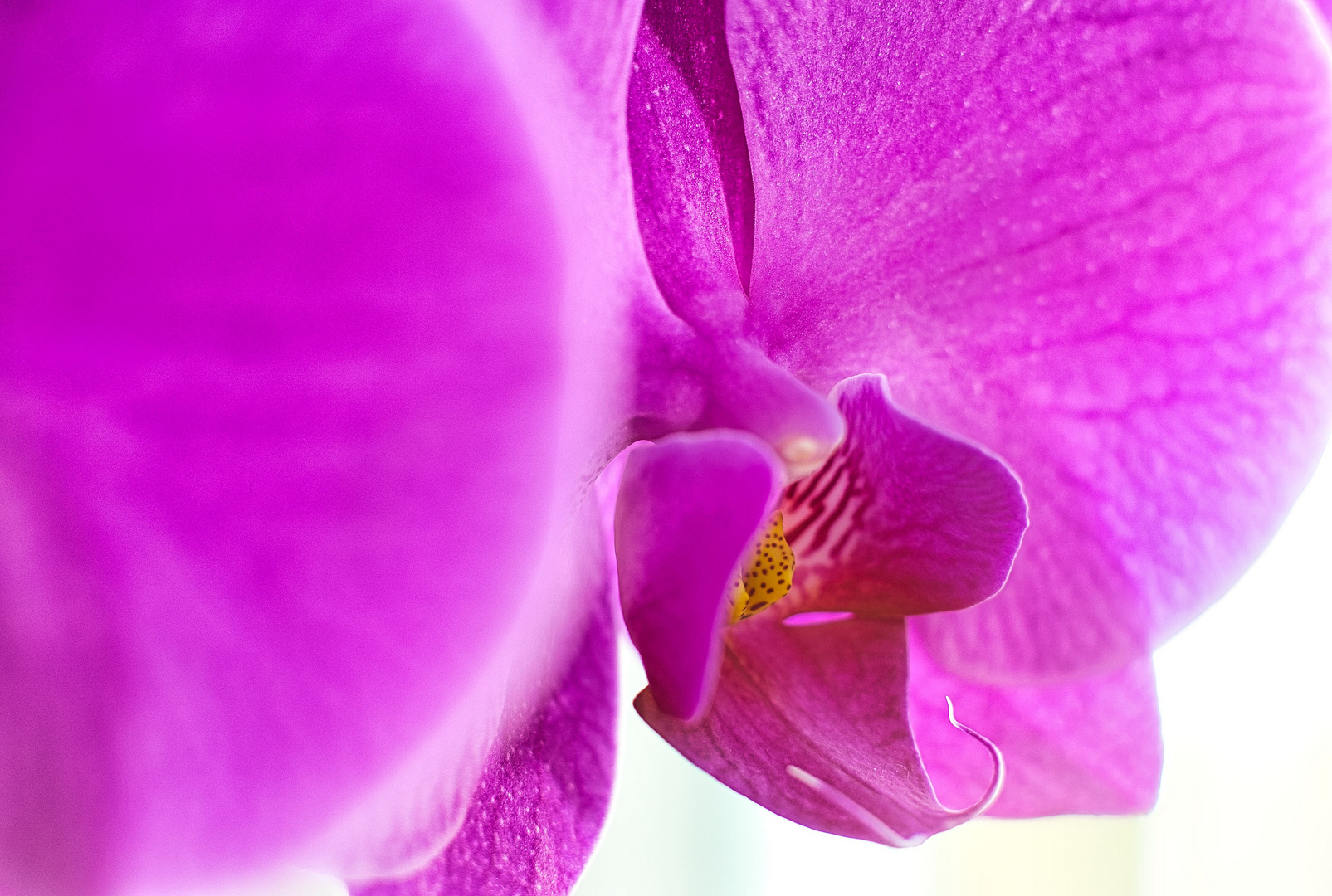 Orchidee 1