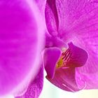 Orchidee 1