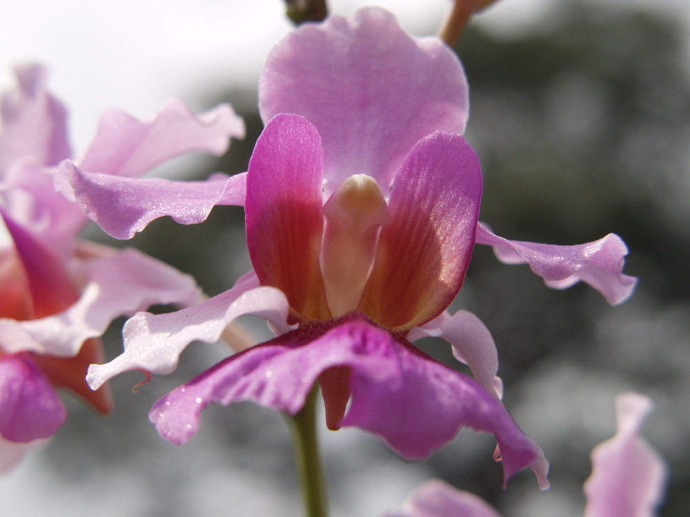 Orchidee 1