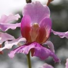 Orchidee 1