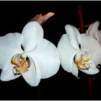 Orchidee 1