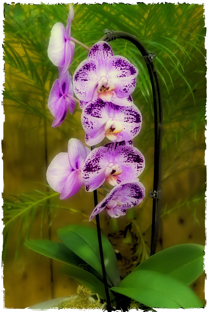 Orchidee 1-2013