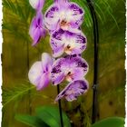 Orchidee 1-2013