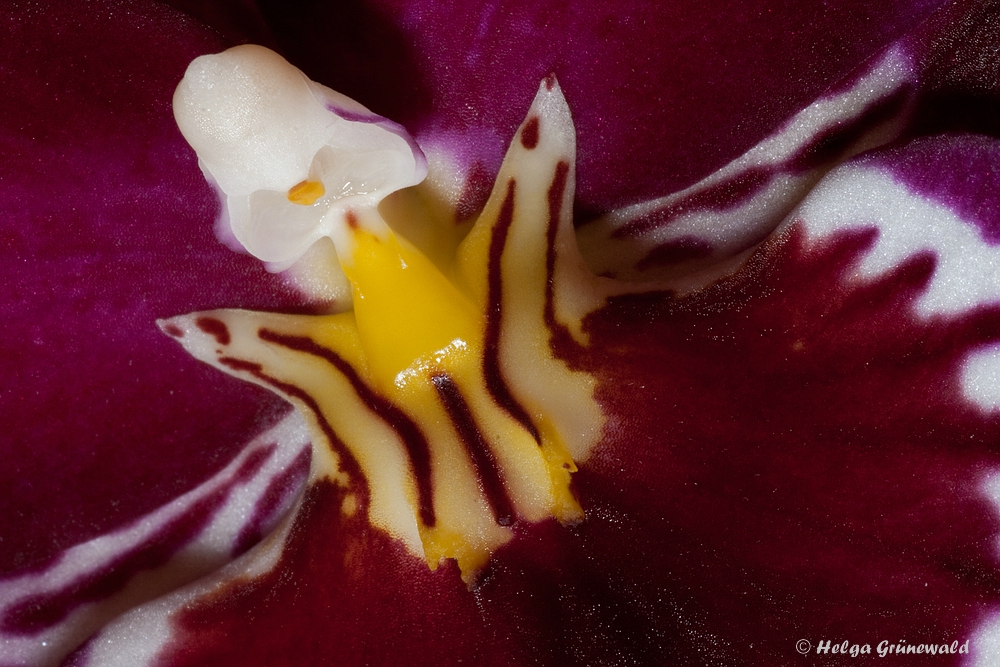 Orchidee (1)