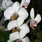 Orchidee 1