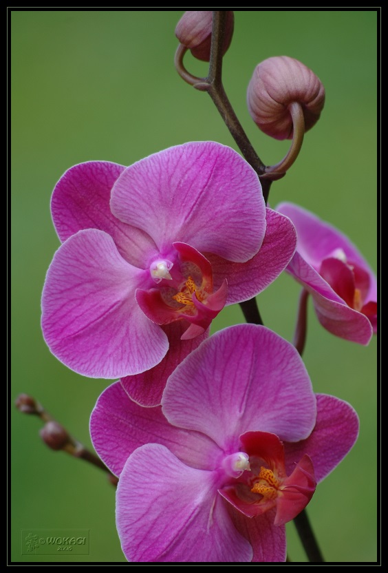 Orchidee 1