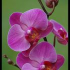 Orchidee 1