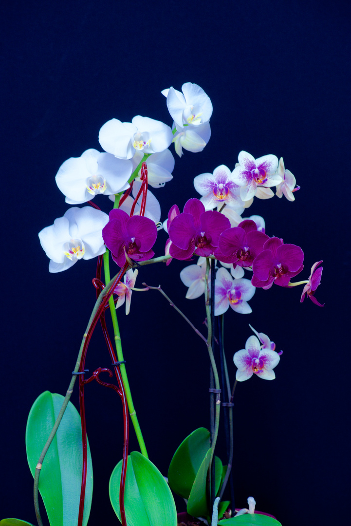 ORCHIDEE 1