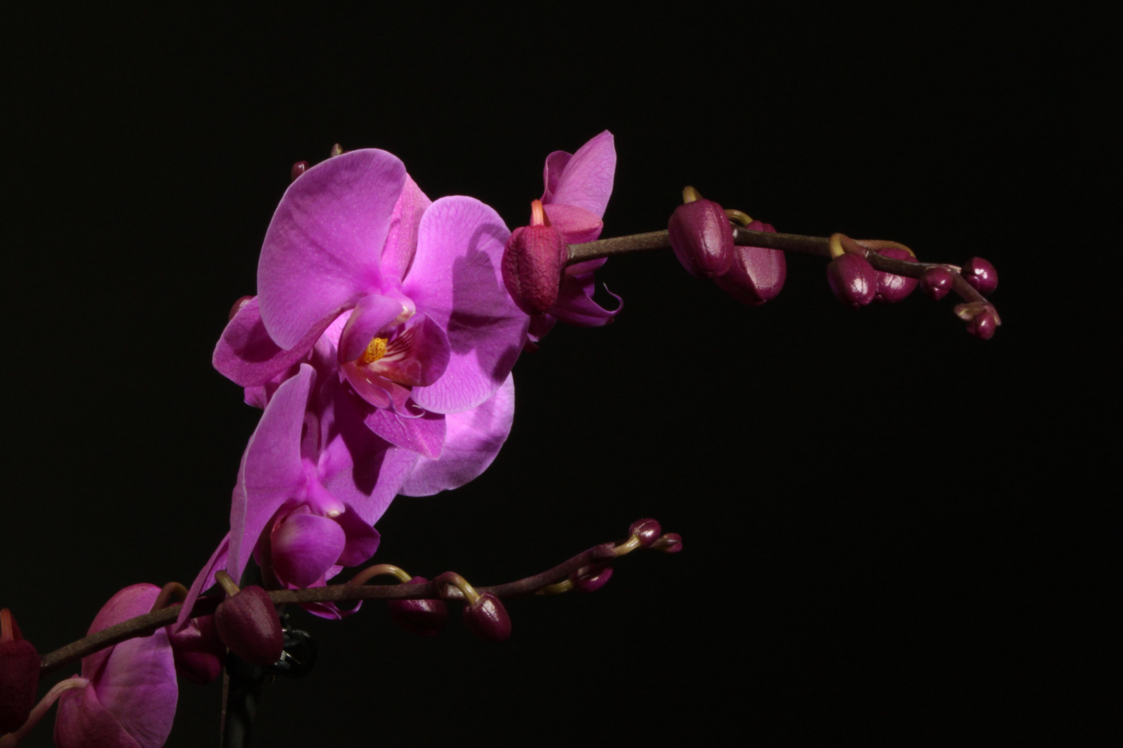 Orchidee 1