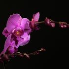 Orchidee 1