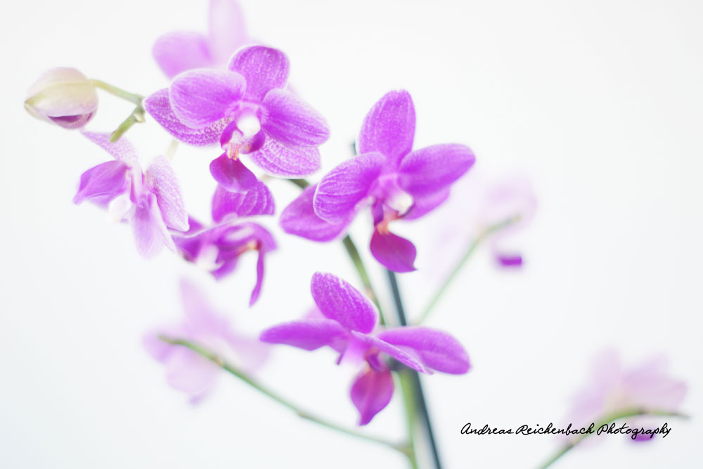 Orchidee-1