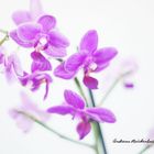 Orchidee-1