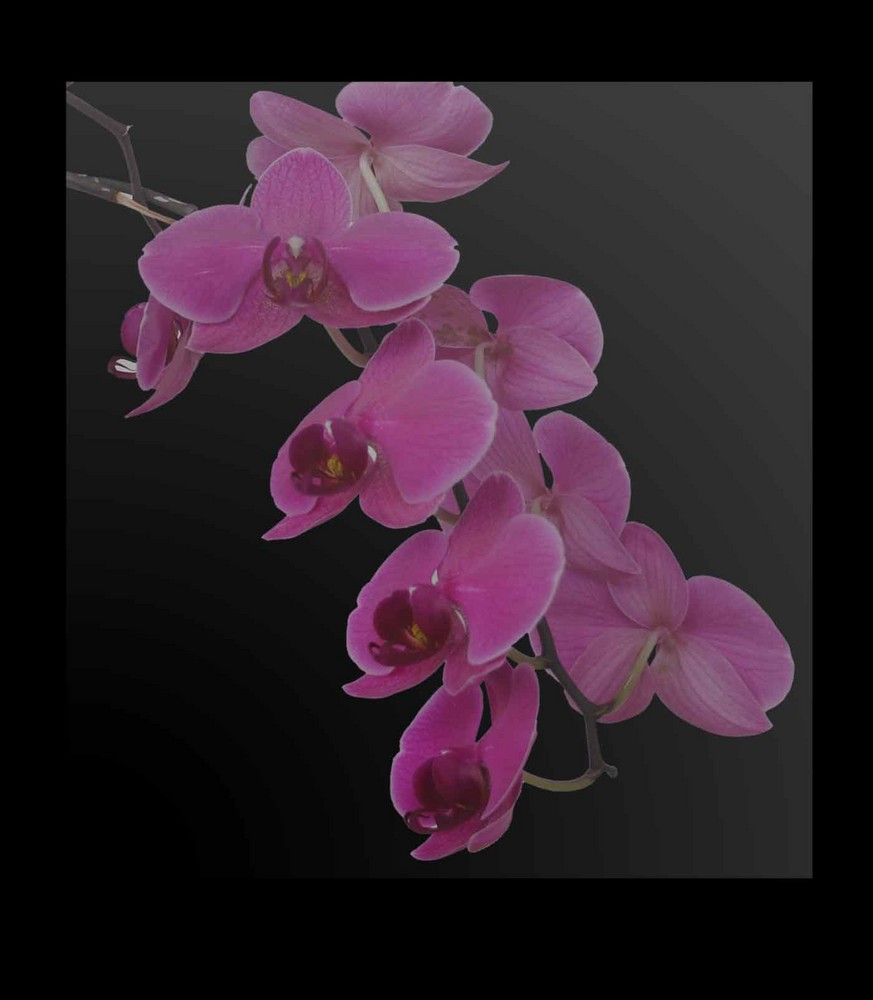 Orchidee 1