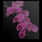 Orchidee 1